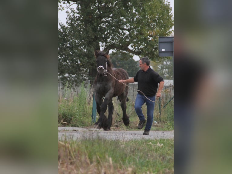 Sangre fría belga Semental Potro (01/2025) in Herdersem