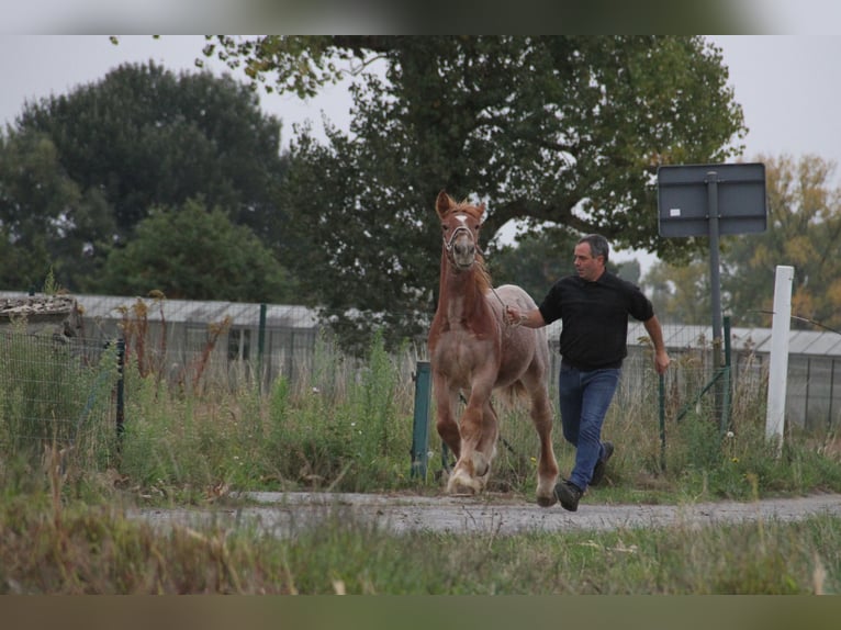 Sangre fría belga Semental Potro (01/2025) in Herdersem