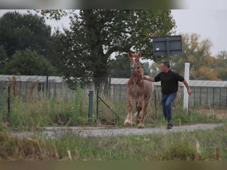 Sangre fría belga Semental Potro (01/2025) in Herdersem