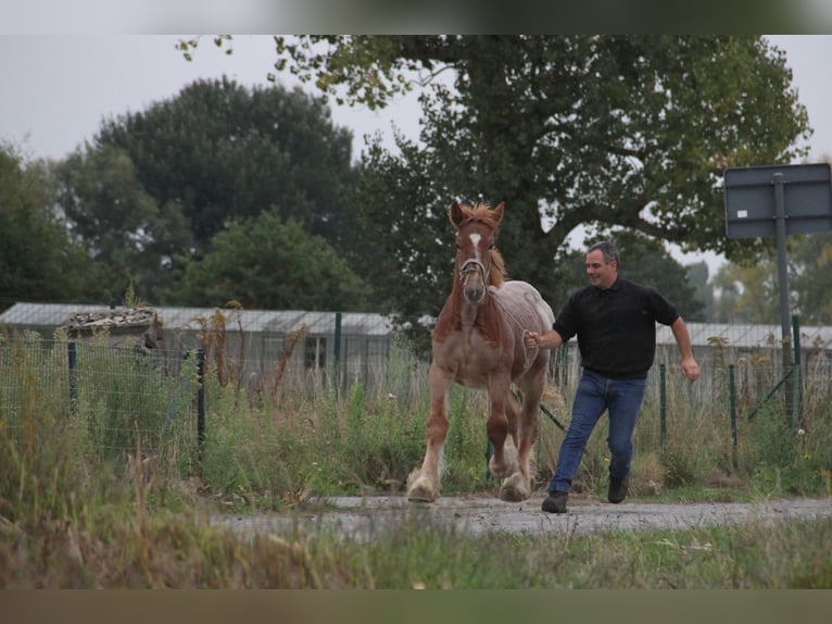 Sangre fría belga Semental Potro (01/2025) in Herdersem