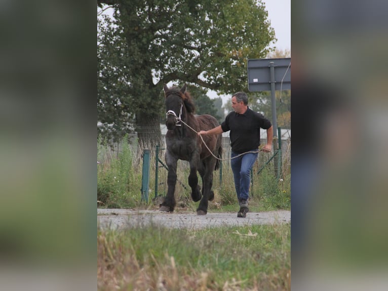 Sangre fría belga Semental Potro (01/2025) in Herdersem