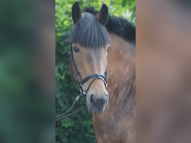 Sangre fría belga Yegua 12 años 166 cm Castaño in Neuenkirchen-Vörden