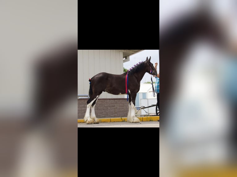 Sangre fría belga Mestizo Yegua 13 años 163 cm Alazán-tostado in Rensselaer