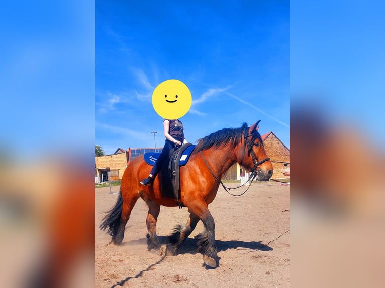 Sangre fría de Altmark Mestizo Caballo castrado 10 años 180 cm Alazán in Kleinkorgau