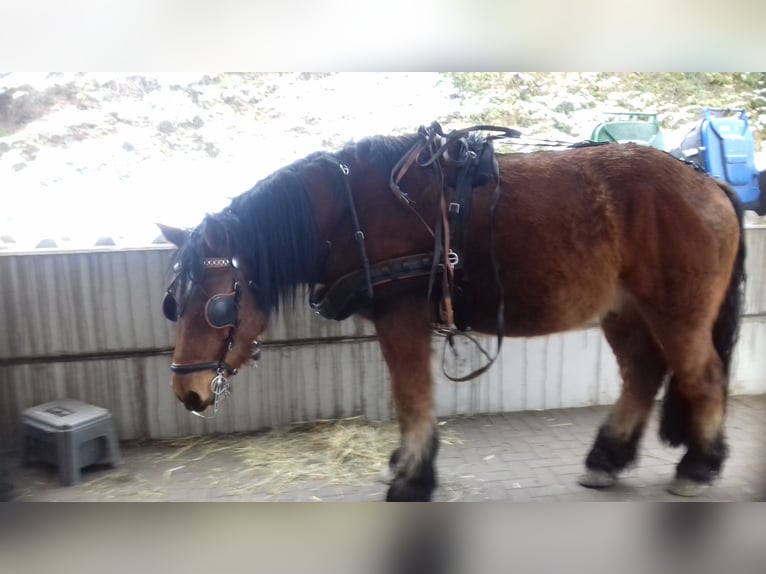 Sangre fría de Altmark Caballo castrado 10 años 180 cm Alazán in Kleinkorgau