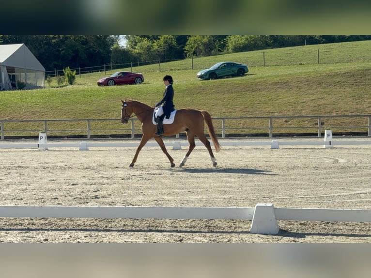 Sangre fría de Altmark Caballo castrado 13 años 168 cm Castaño claro in Maldegem
