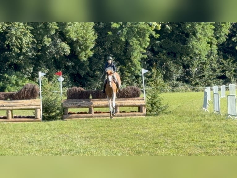 Sangre fría de Altmark Caballo castrado 13 años 168 cm Castaño claro in Maldegem