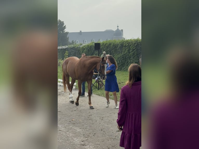 Sangre fría de Altmark Caballo castrado 13 años 168 cm Castaño claro in Maldegem
