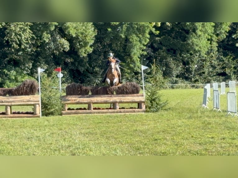 Sangre fría de Altmark Caballo castrado 13 años 168 cm Castaño claro in Maldegem