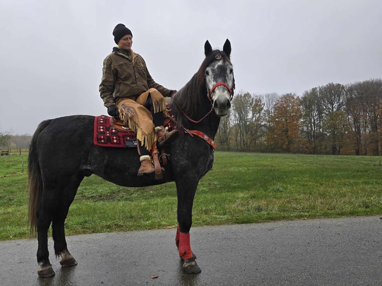 Sangre fría de Schleswig Caballo castrado 5 años 168 cm Tordillo negro in Linkenbach