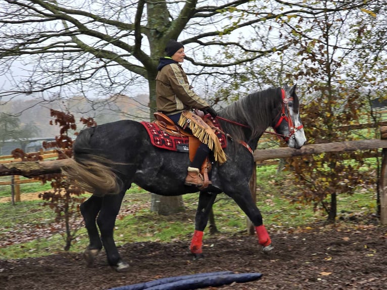 Sangre fría de Schleswig Caballo castrado 5 años 168 cm Tordillo negro in Linkenbach