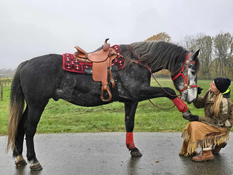 Sangre fría de Schleswig Caballo castrado 5 años 168 cm Tordillo negro in Linkenbach