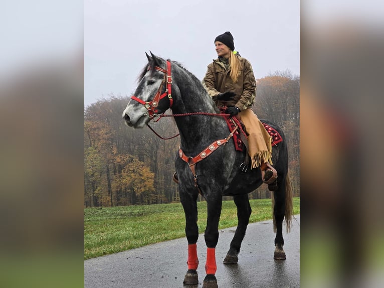 Sangre fría de Schleswig Caballo castrado 5 años 168 cm Tordillo negro in Linkenbach