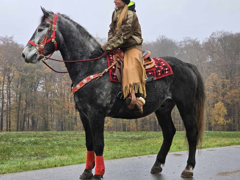 Sangre fría de Schleswig Caballo castrado 5 años 168 cm Tordillo negro in Linkenbach