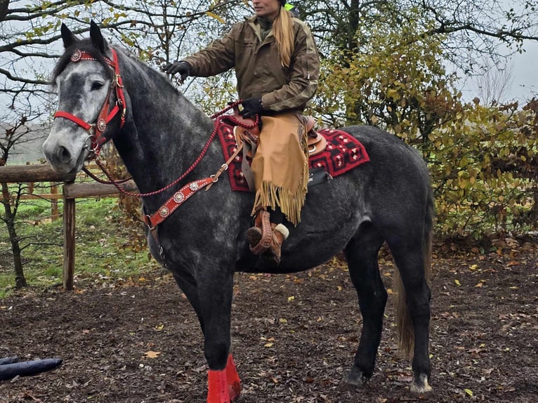 Sangre fría de Schleswig Caballo castrado 5 años 168 cm Tordillo negro in Linkenbach