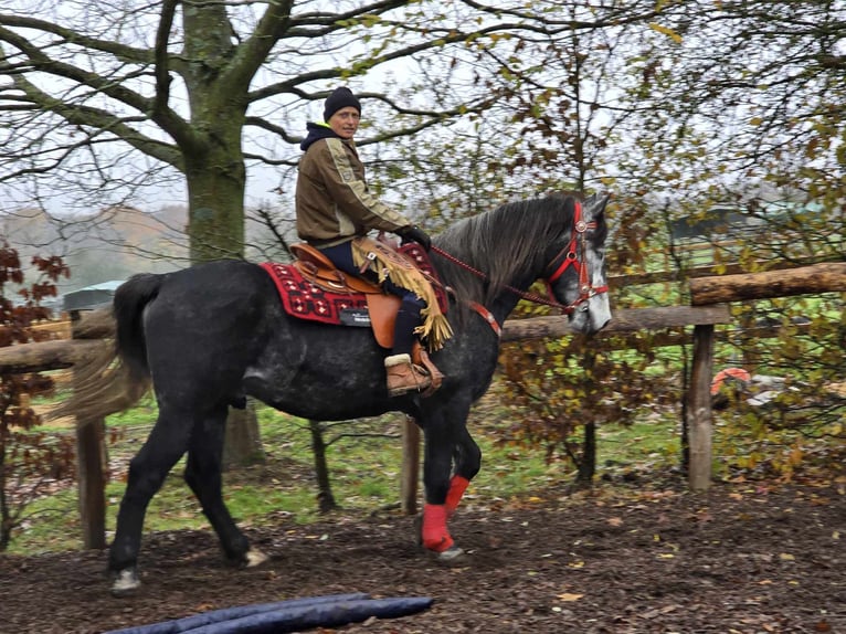 Sangre fría de Schleswig Caballo castrado 5 años 168 cm Tordillo negro in Linkenbach