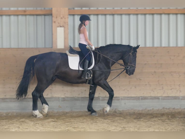 Sangre fría de Schleswig Caballo castrado 6 años 163 cm Negro in Ganschow