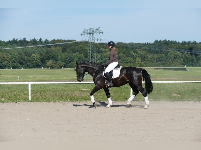 Sangre fría de Schleswig Caballo castrado 6 años 163 cm Negro in Ganschow