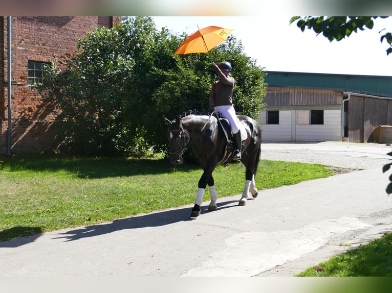 Sangre fría de Schleswig Caballo castrado 6 años 163 cm Negro in Ganschow