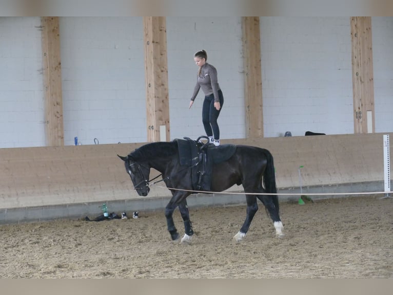 Sangre fría de Schleswig Caballo castrado 6 años 163 cm Negro in Ganschow