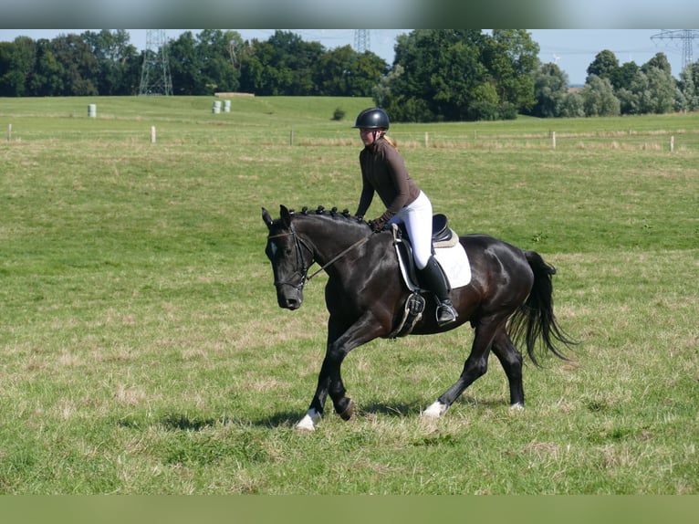 Sangre fría de Schleswig Caballo castrado 6 años 163 cm Negro in Ganschow