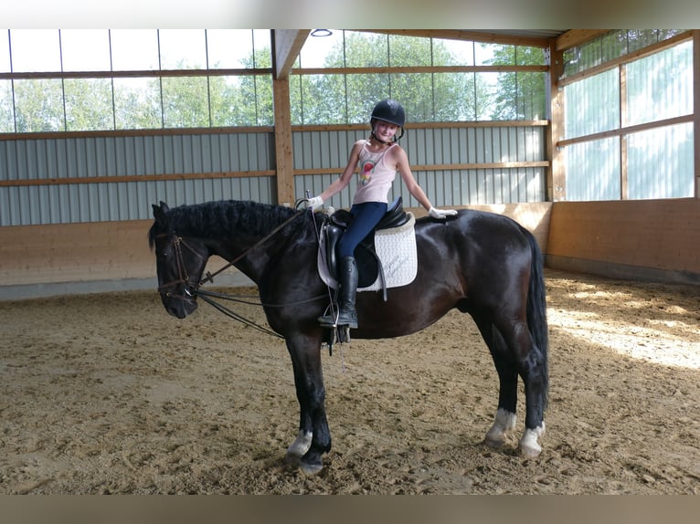 Sangre fría de Schleswig Caballo castrado 6 años 163 cm Negro in Ganschow