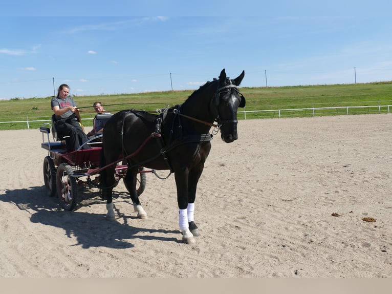 Sangre fría de Schleswig Caballo castrado 6 años 163 cm Negro in Ganschow