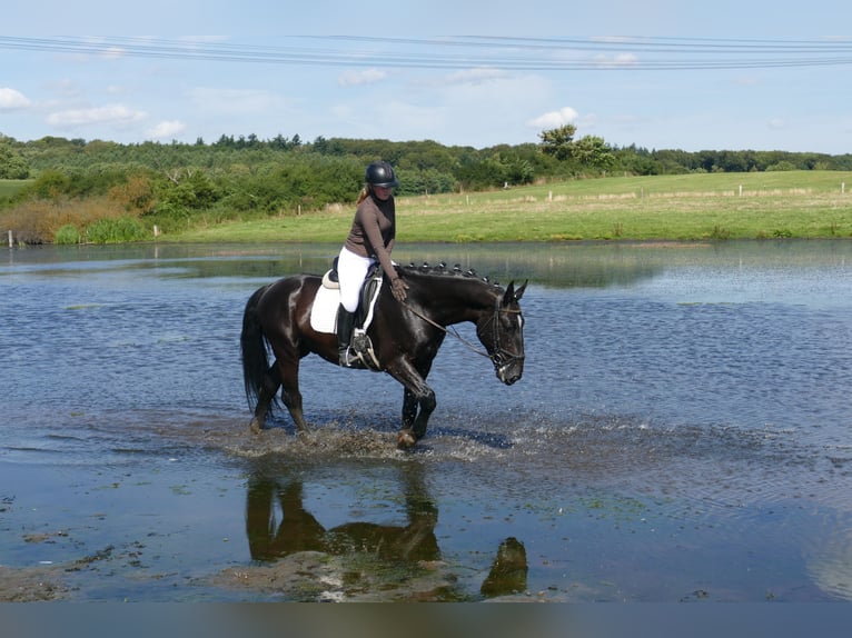 Sangre fría de Schleswig Caballo castrado 6 años 163 cm Negro in Ganschow