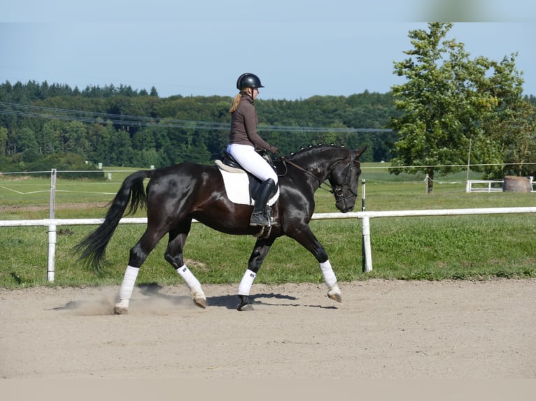 Sangre fría de Schleswig Caballo castrado 6 años 163 cm Negro in Ganschow