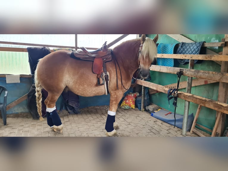 Sangre fría de Schleswig Caballo castrado 7 años 170 cm Alazán in Kollmar