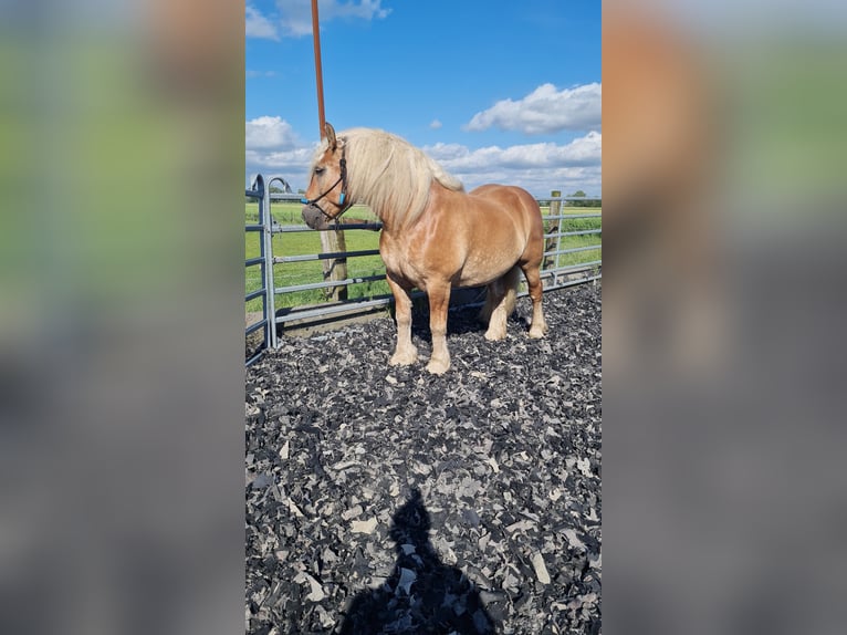 Sangre fría de Schleswig Caballo castrado 7 años 170 cm Alazán in Kollmar