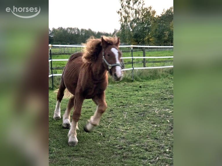 Sangre fría de Schleswig Semental 1 año Alazán in Preetz