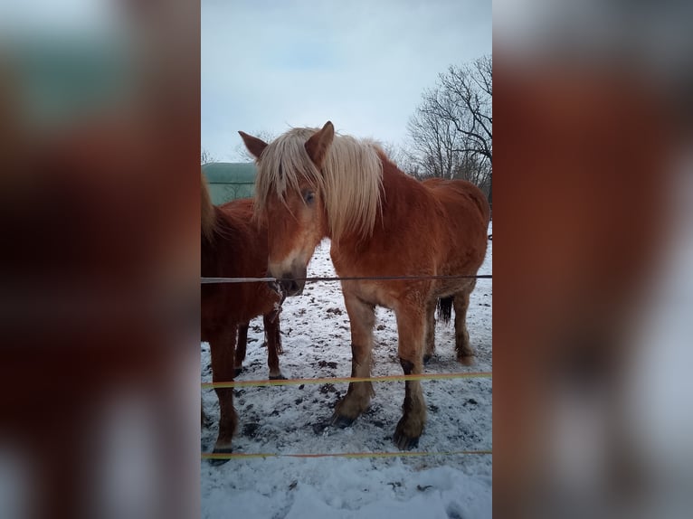 Sangre fría de Schleswig Semental 2 años 156 cm Alazán in Reher