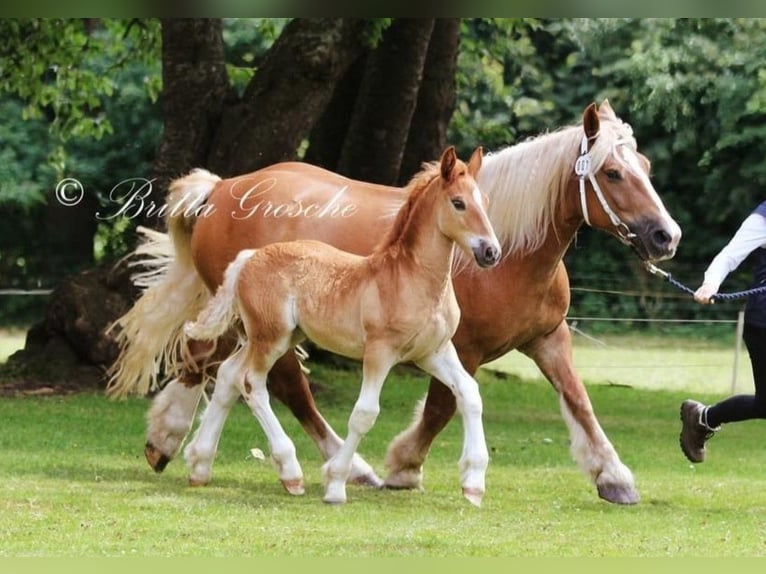 Sangre fría de Schleswig Semental Potro (05/2024) 158 cm Alazán in Warder