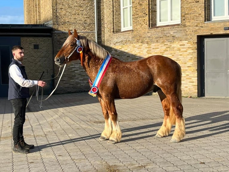 Sangre fría de Schleswig Semental Potro (05/2024) 158 cm Alazán in Warder