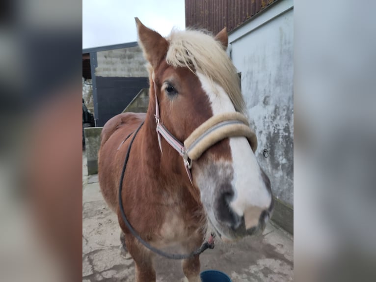 Sangre fría de Schleswig Yegua 6 años 165 cm Alazán in Heikendorf