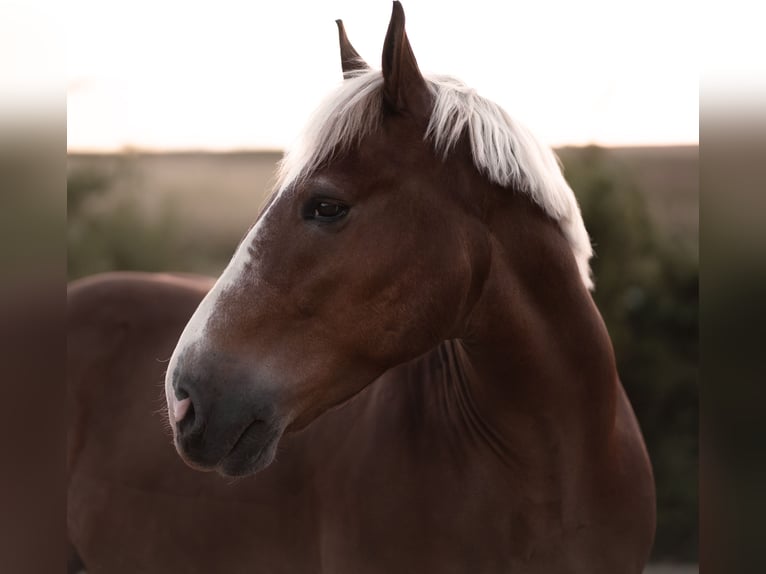 Sangre fría del sur de Alemania Caballo castrado 10 años 175 cm Alazán in Wiesenfelden