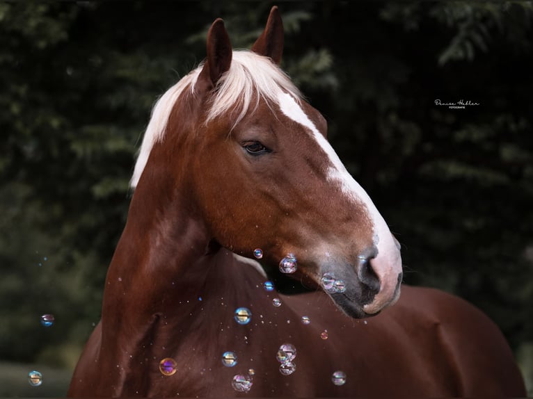 Sangre fría del sur de Alemania Caballo castrado 10 años 175 cm Alazán in Wiesenfelden