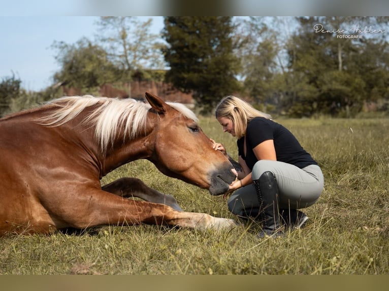 Sangre fría del sur de Alemania Caballo castrado 10 años 175 cm Alazán in Wiesenfelden