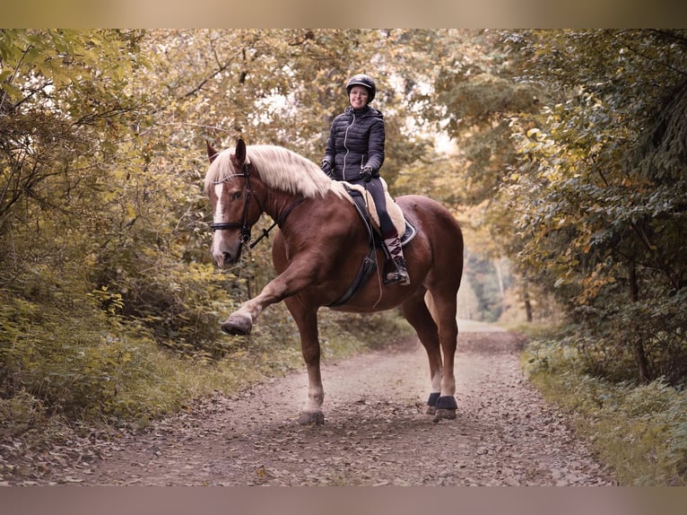 Sangre fría del sur de Alemania Caballo castrado 10 años 175 cm Alazán in Wiesenfelden