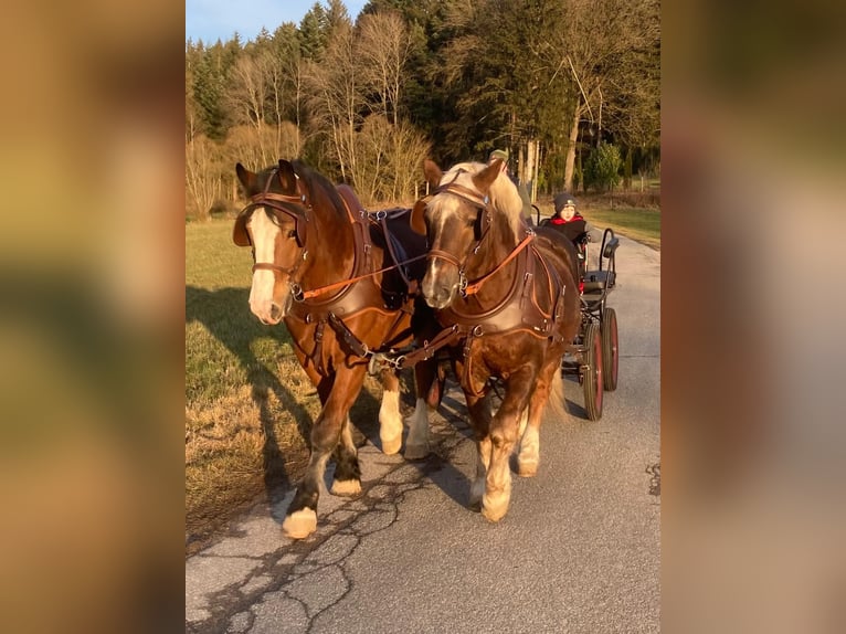Sangre fría del sur de Alemania Caballo castrado 11 años 172 cm Castaño in Bad K&#xF6;tzting