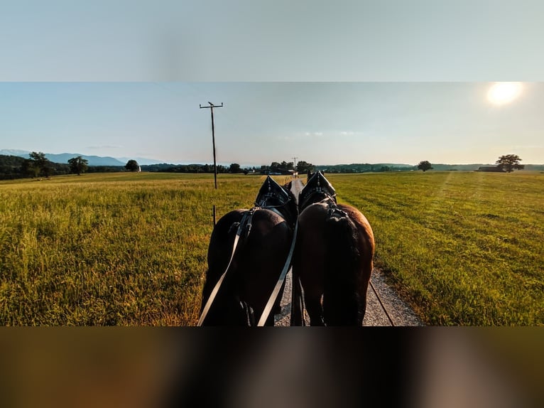 Sangre fría del sur de Alemania Caballo castrado 13 años 165 cm Castaño in Kirchbichl