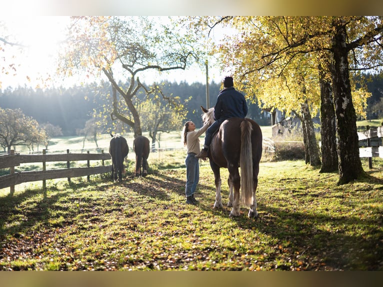 Sangre fría del sur de Alemania Caballo castrado 14 años 168 cm Alazán-tostado in Bisingen