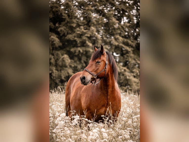 Sangre fría del sur de Alemania Mestizo Caballo castrado 16 años 150 cm Castaño in Daun