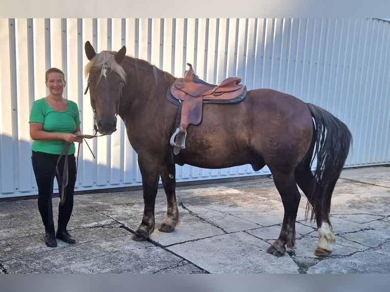 Sangre fría del sur de Alemania Caballo castrado 16 años 165 cm Alazán-tostado in Au in der Hallertau