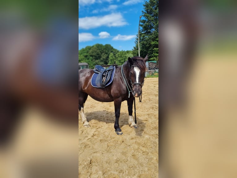 Sangre fría del sur de Alemania Caballo castrado 18 años 163 cm Castaño in Tangstedt/ Rade