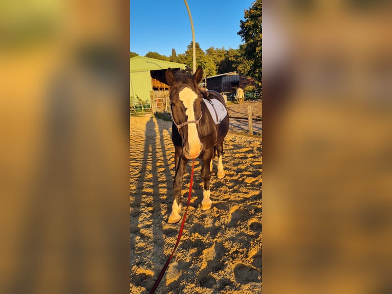 Sangre fría del sur de Alemania Caballo castrado 18 años 163 cm Castaño in Tangstedt/ Rade