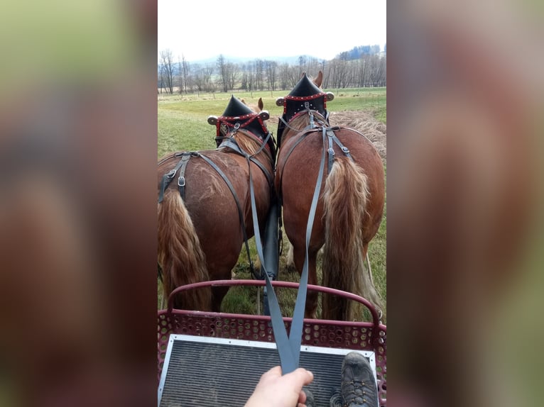 Sangre fría del sur de Alemania Caballo castrado 18 años 174 cm Alazán in Wassenberg
