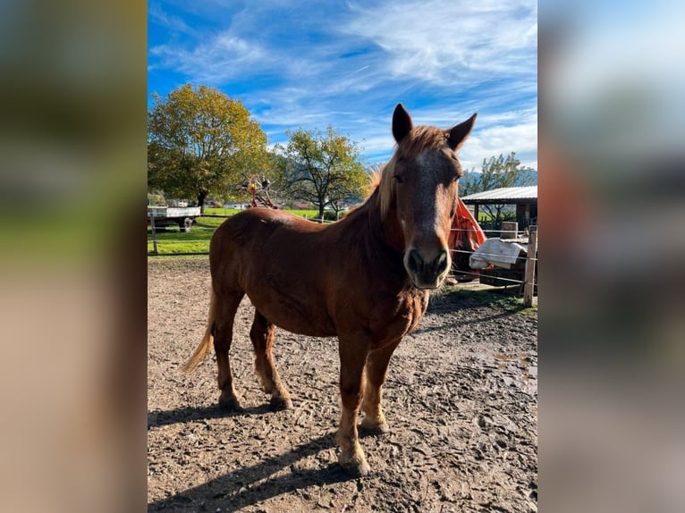 Sangre fría del sur de Alemania Caballo castrado 20 años 165 cm Alazán in Innsbruck