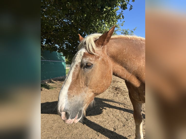 Sangre fría del sur de Alemania Caballo castrado 25 años 160 cm Castaño claro in Schwabenheim an der Selz